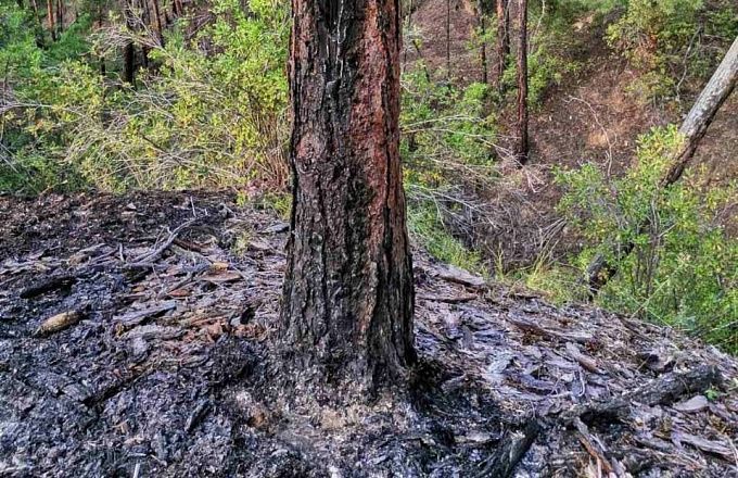 На территории Улан-Удэ потушили сложный лесной пожар