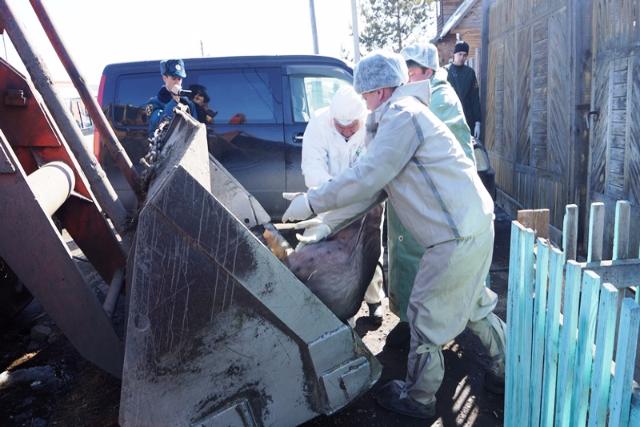 В Иркутской области продолжается работа по недопущению распространения африканской чумы (ФОТО)