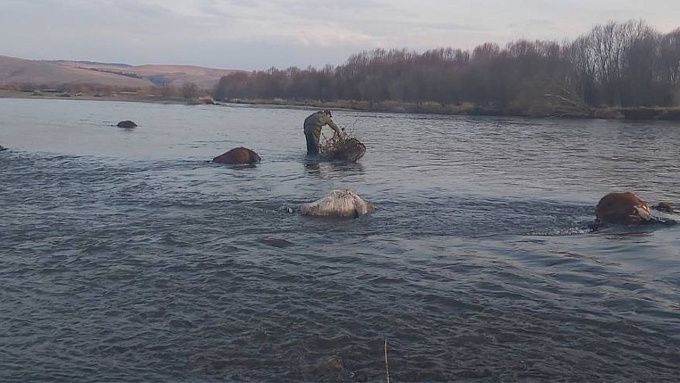 Мертвых коров обнаружили в реке Бурятии