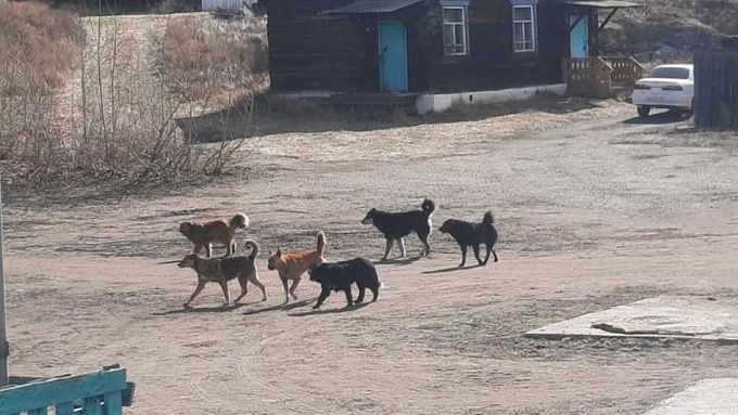 В районе Бурятии обострилась ситуация с бродячими собаками