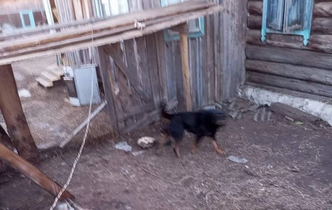 В Бурятии хозяйская собака на самовыгуле напала на детей