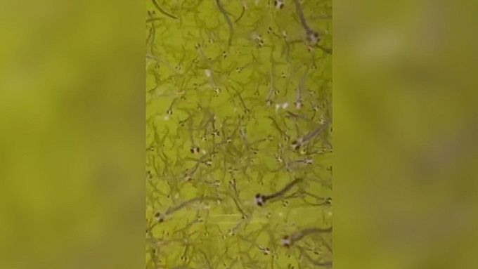 Первый в этом году миллион личинок омуля выпустили в акваторию Байкала 