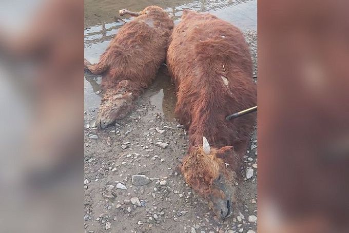 В Бурятии специалисты обследовали трупы коров, выловленных в реке