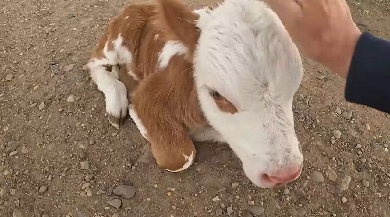 В Бурятии стая собак чуть не разорвала маленького теленка. ВИДЕО