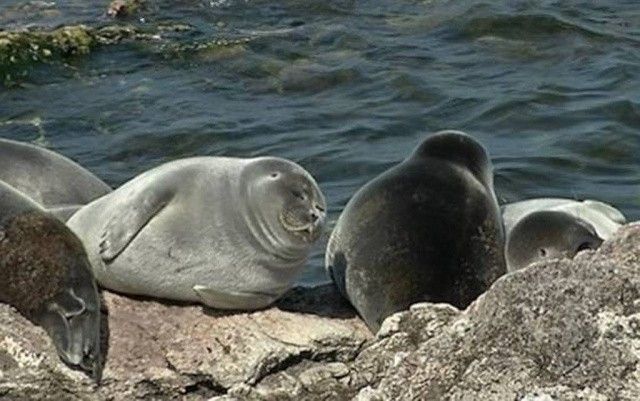 Ученые выступили против снижения численности тюленей на Байкале