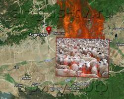 В Мухоршибирском районе Бурятии при пожаре сгорело 1,5 тысячи овец