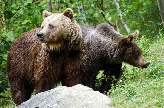 В Бурятии заблудившегося туриста из Москвы спасли от медведей 