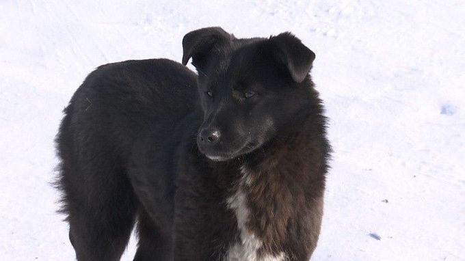 Эвтаназию безнадзорных собак приостановили в Бурятии