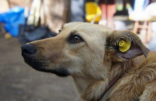 В Улан-Удэ отловили около 300 безнадзорных собак 