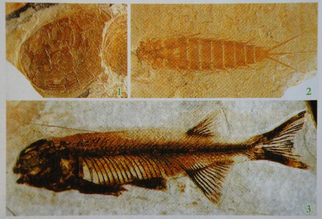 В Забайкалье учёные обнаружили останки рыб, существовавших 150 миллионов лет назад