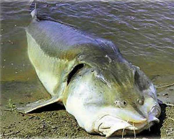 В Бурятии украли редкую 40-килограммовую рыбу 