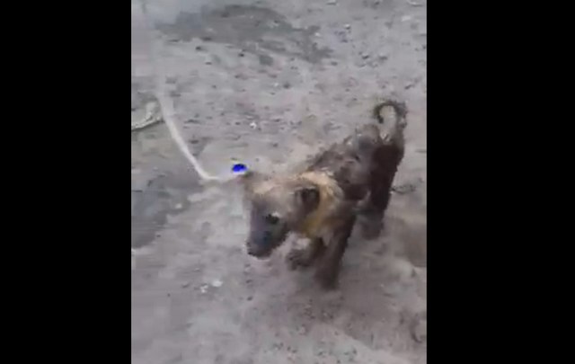 В Улан-Удэ «всем миром» спасли собаку, провалившуюся в огромную яму