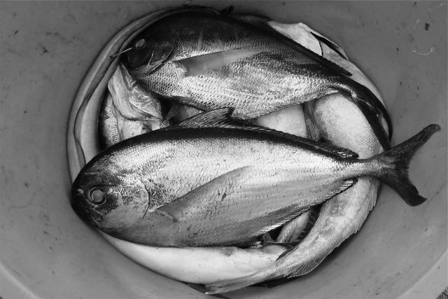 В Бурятии рыбак напал на родных из-за «украденного» улова и получил смертельный удар ножом
