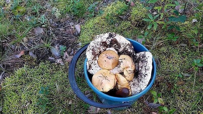 В Бурятии сборщица дикоросов заплутала в лесу