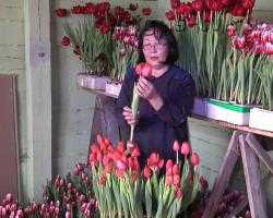 На радость жительницам в Бурятии расцвели тюльпаны