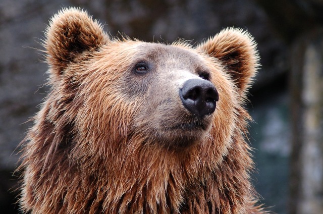 В Бурятии через интернет предлагали поохотиться на медведя и северного оленя