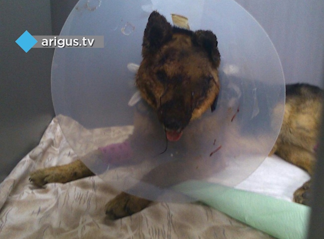 Под наркозом: Улан-удэнскому псу, выжившему после расстрела, провели операцию в Москве