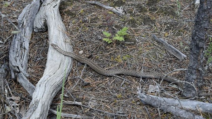 Жительница Бурятии обнаружила змею во дворе дома
