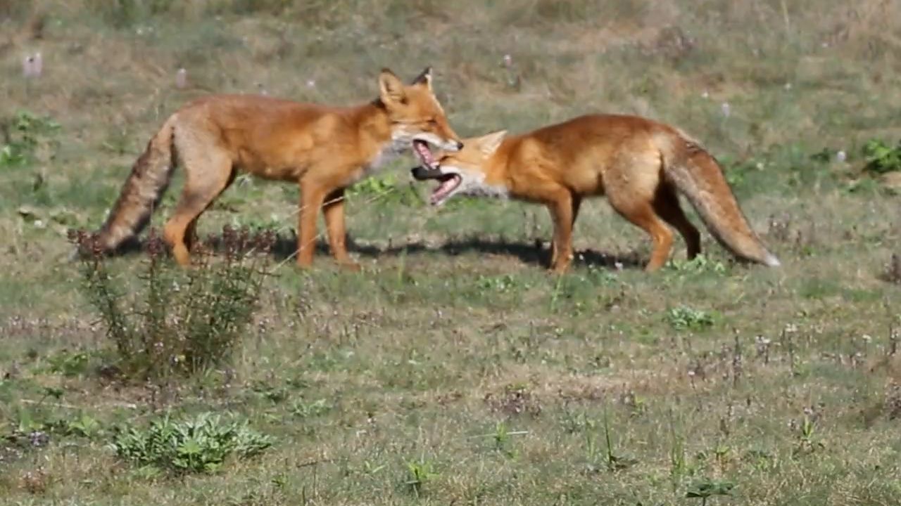 В Бурятии запечатлели играющих на солнце лисят. ВИДЕО