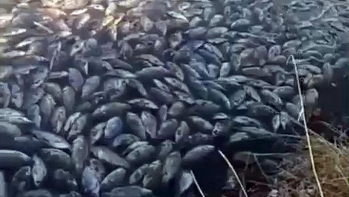 В Бурятии продолжается расследование массовой гибели рыбы в озере