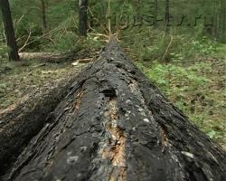 Жителям Бурятии могут разрешить заготавливать дрова из сухостоя и валежника