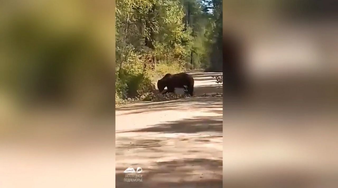 Медведь вышел на дорогу в нацпарке Бурятии