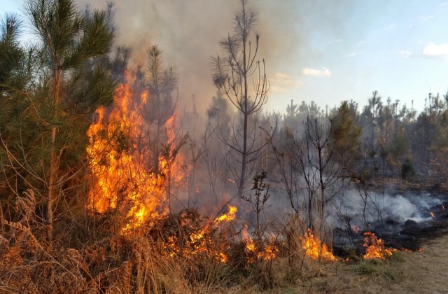 В Бурятии потушили лесной пожар 