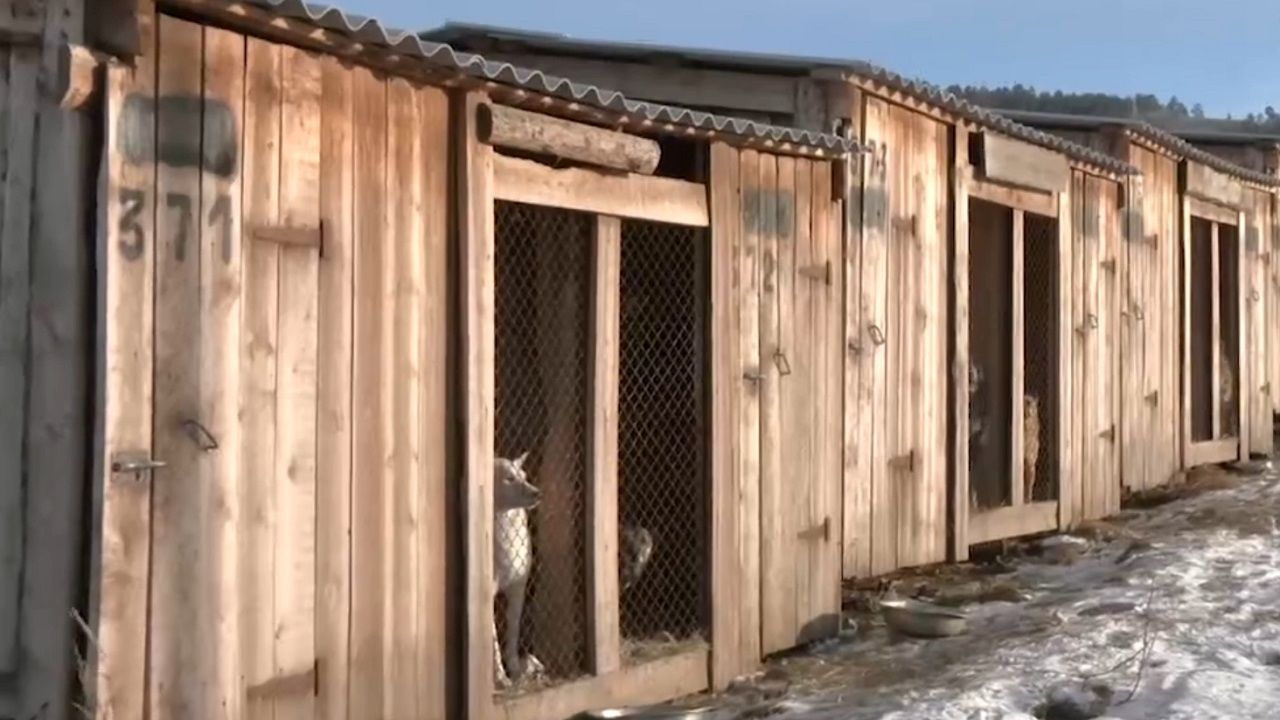 баргузинский заповедник лось. памятник табан хушуун мал. драгоценные животные бурятии. табан хушуун мал в ацагате. пять бурятских домашних животных.