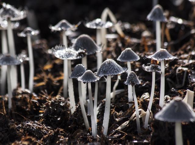 Медики посоветовали жителям Бурятии не есть неизвестные грибы
