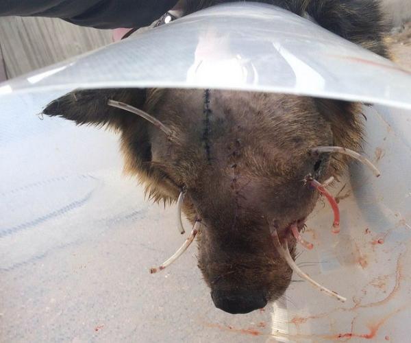 В Улан-Удэ у уже «легендарного» пса, выжившего после семи выстрелов, выявили онкологию