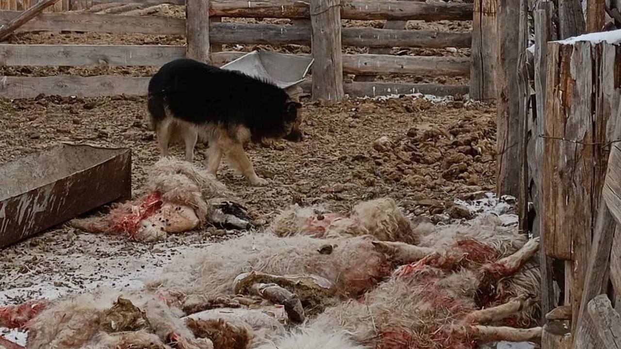 В Бурятии еще раз оштрафовали владельцев собак, загрызших 15 овец