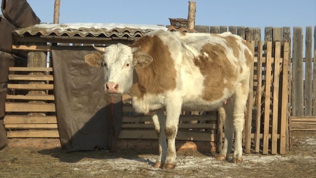 В еще одном поселении Бурятии ввели карантин