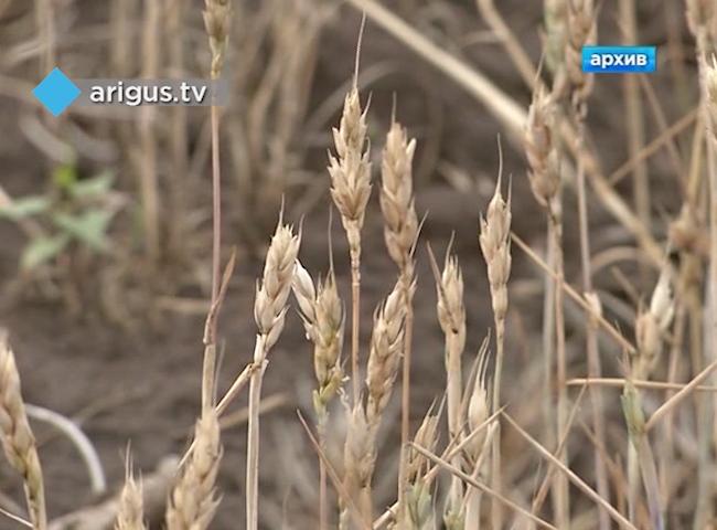 В десяти районах Бурятии сложилась критическая ситуация из-за засухи