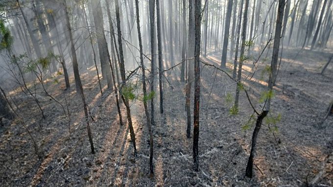 В Бурятии неизвестные устроили лесной пожар