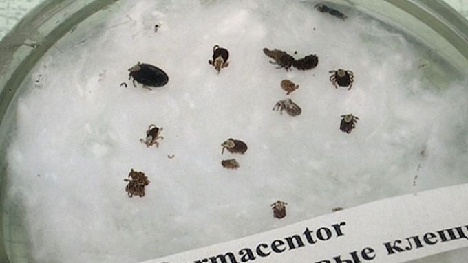 Продолжают атаковать. В Бурятии число жертв клещей перевалило за 3,5 тысячи