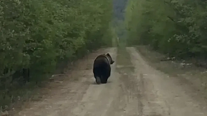 Медведь вышел к людям в районе Бурятии