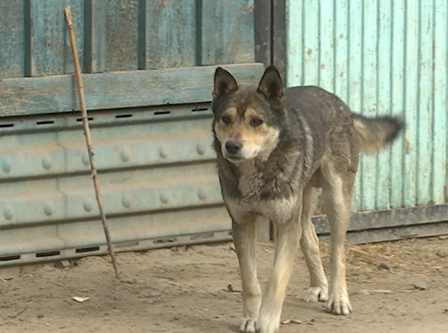 В Улан-Удэ обнародовали адреса отлова бродячих собак