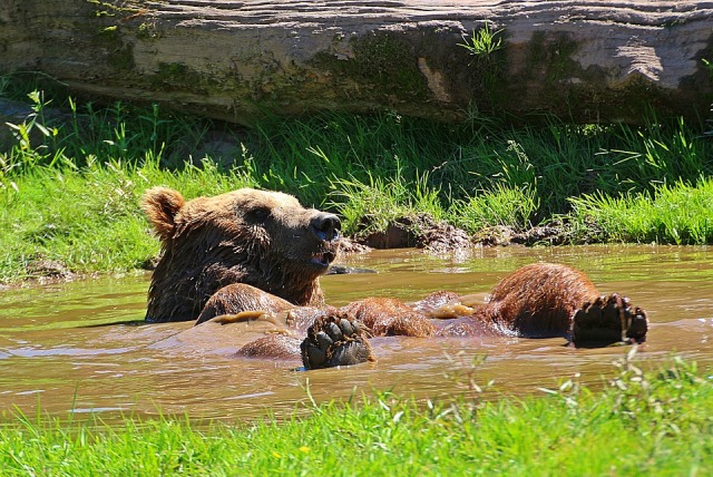 Где-то в Сибири: Медведь устроил погром в трёх домах, съел варенье и помидоры