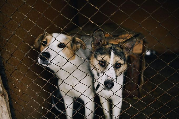В Бурятии установили дополнительные штрафы для владельцев собак