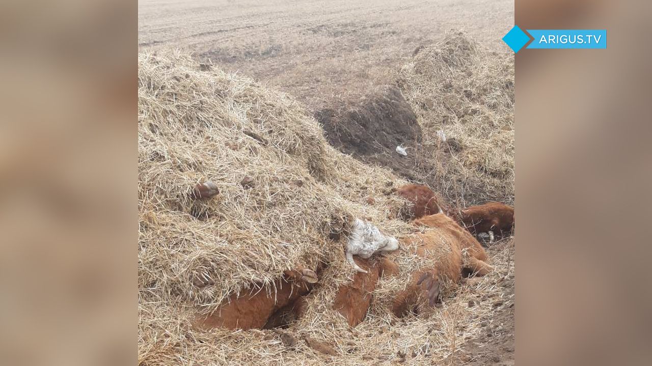 Свалку трупов коров обнаружили в Бурятии