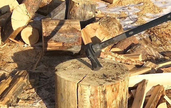 В Бурятии неизвестные спилили деревья почти на полмиллиона