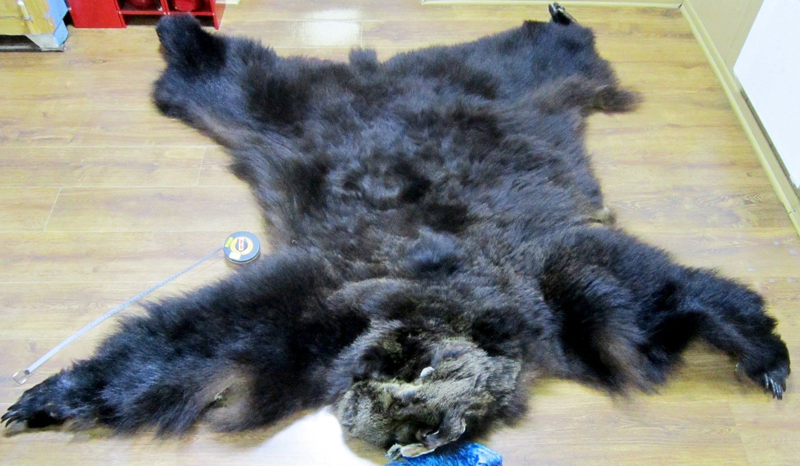 Лапа и рука человека. Лапа медведя и человека. Когти медведя. Подошвы лап белого медведя. Лапа медведя и человека.