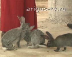 Кролики, спасенные от забоя, нашли приют в семьях улан-удэнцев