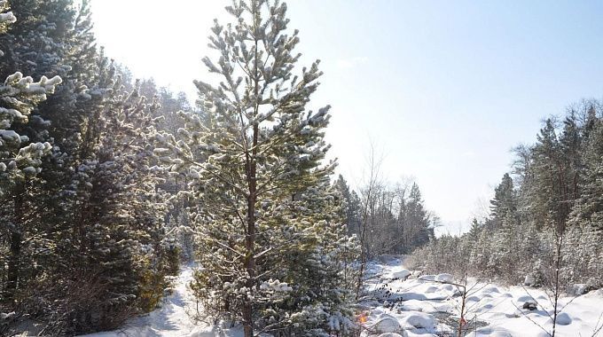 Морозы постепенно отступают в Бурятии