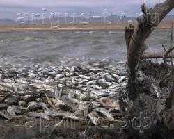 Стала известна причина массовой гибели карасей в озере Хотогор