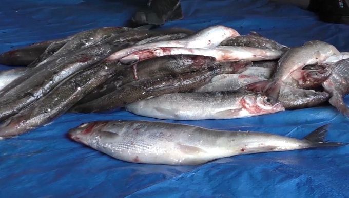 Рыбака-браконьера осудили в Бурятии