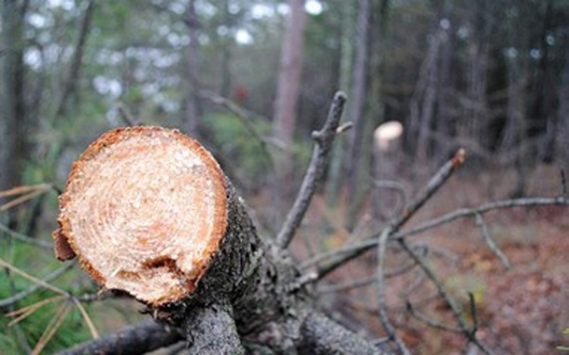 В Бурятии задержали ОПГ «черных лесорубов», спиливших лес на десять миллионов