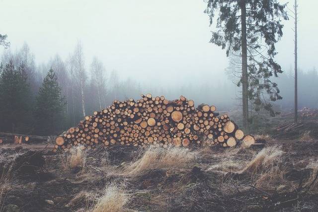 В Бурятии старатели уничтожили лес на 2 млн рублей