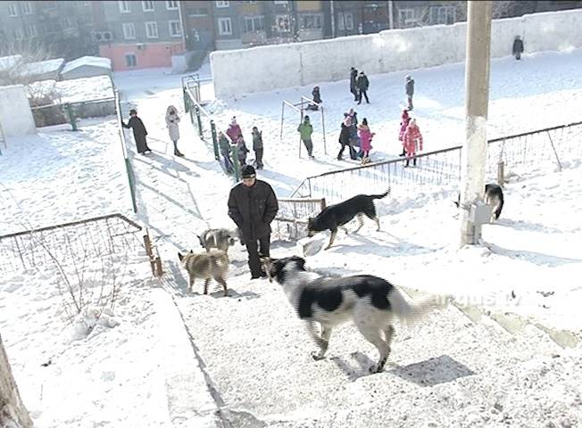 За нападения бездомных собак на людей в Улан-Удэ ответят чиновники 