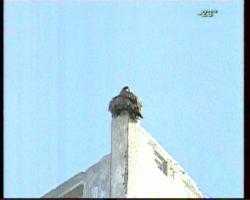 Огромную  птицу на крыше дома по ул.Гагарина обнаружил один из жителей Улан-Удэ